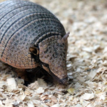 20 Things You Didn’t Know About Armadillos: The Armored Wonders of the Animal Kingdom