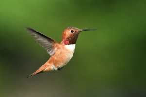 Hummingbirds Are Sipping Booze All Day