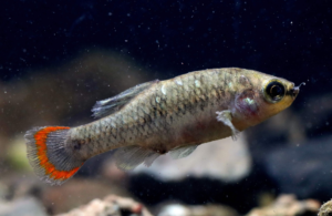 Extinct in the Wild: Fish Return to Habitat in Mexico