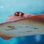 15 Stunning Stingray Facts: Discover the Mysteries of These Ocean Dwellers