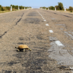 What to Do if You See a Turtle on the Road: A Guide to Helping These Shelled Wanderers