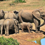 Baby Elephant and His Doting Collective of Sisters, Cousins, and Aunts: A Heartwarming Tale of Family Bonds