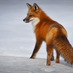 Darwin’s Fox: A Rare Glimpse Into the Secret Life of Earth’s Most Elusive Creature