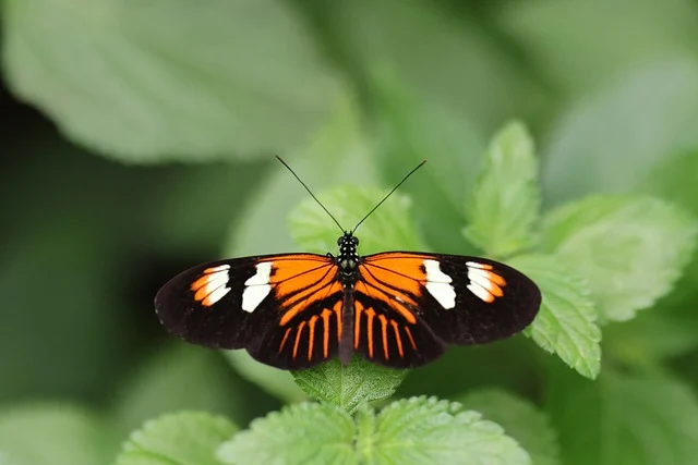 Butterflies Prove Complex Learning May Be More Common in Insects Than We Thought