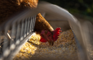 What’s the Difference Between Cage-Free and Free-Range Eggs?