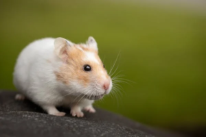 10 Jaw-Dropping Hamster Facts That Will Make You Love Them Even More!”