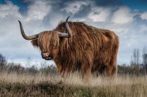 10 Remarkable Cattle Breeds That Stand Out for Their Unique Traits