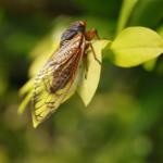 Brood X Cicadas: The Once-in-a-Decade Phenomenon Explained (And What to Expect When They Emerge)