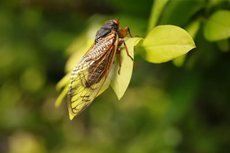 Brood X Cicadas: The Once-in-a-Decade Phenomenon Explained (And What to Expect When They Emerge)