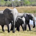 Saving the Gentle Giants of Borneo: What’s Being Done to Protect Endangered Bornean Elephants?”