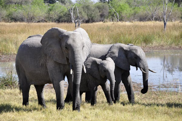 Saving the Gentle Giants of Borneo: What’s Being Done to Protect Endangered Bornean Elephants?”