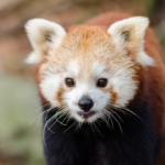 Why Are Red Pandas Endangered? Unpacking the Threats to These Adorable Creatures