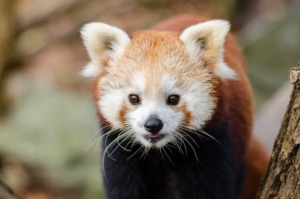 Why Are Red Pandas Endangered? Unpacking the Threats to These Adorable Creatures