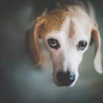 Understanding Animal Abuse: Key Facts, Impacts, and How We Can Make a Difference