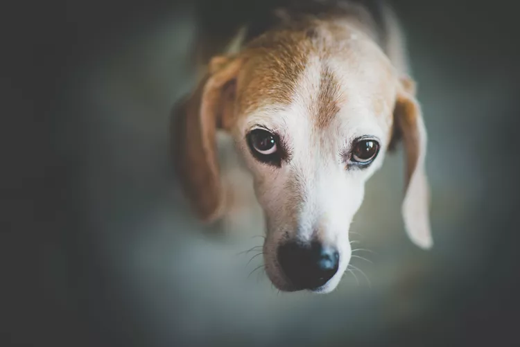 Understanding Animal Abuse: Key Facts, Impacts, and How We Can Make a Difference