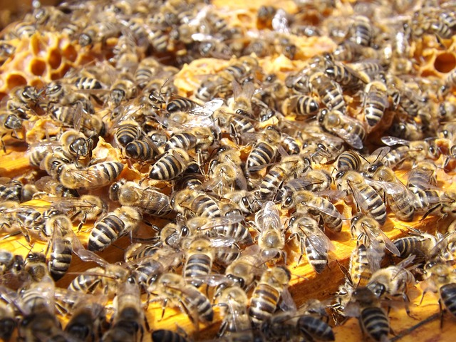 Here’s What’s Happening to U.S. Honey Bees