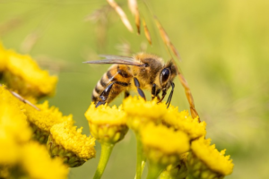 The Plight of Bees: Why Some Are Endangered and How We Can Make a Difference