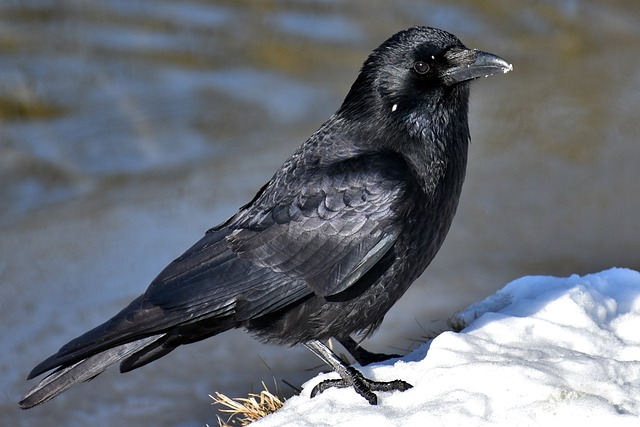 Crows Have a Human-Like Grammar Skill, Scientists Find